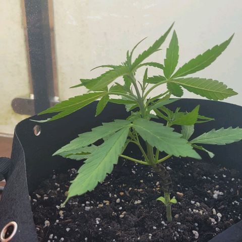 Orion mitte growlog timeline photo