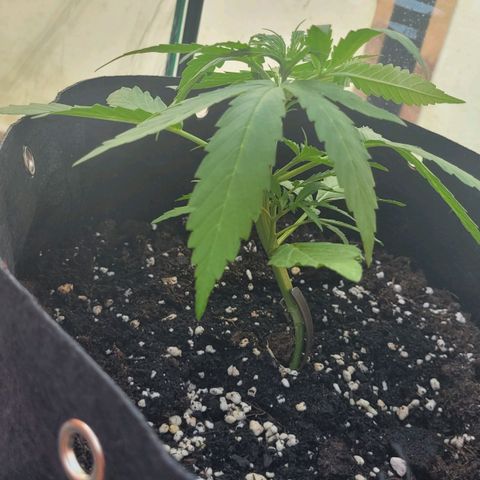 Titan links growlog timeline photo
