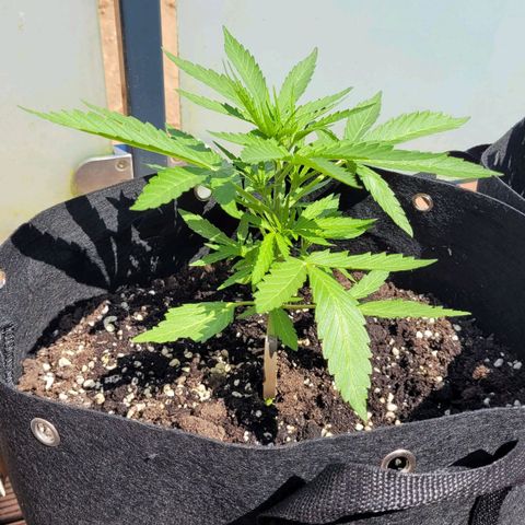 Titan links growlog timeline photo
