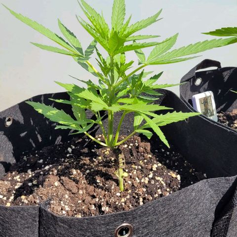 Orion mitte growlog timeline photo