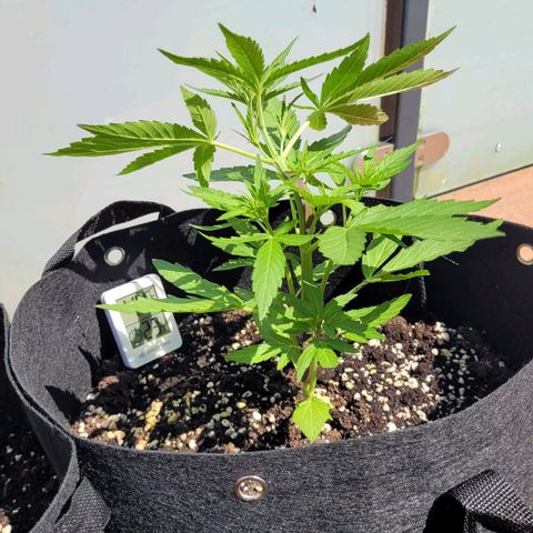 Orion rechts growlog timeline photo