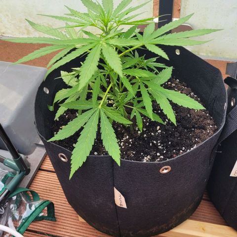 Titan links growlog timeline photo
