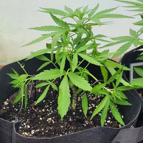 Orion mitte growlog timeline photo
