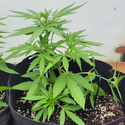 Orion rechts growlog timeline photo