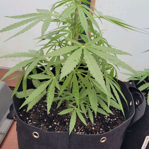 Titan links growlog timeline photo