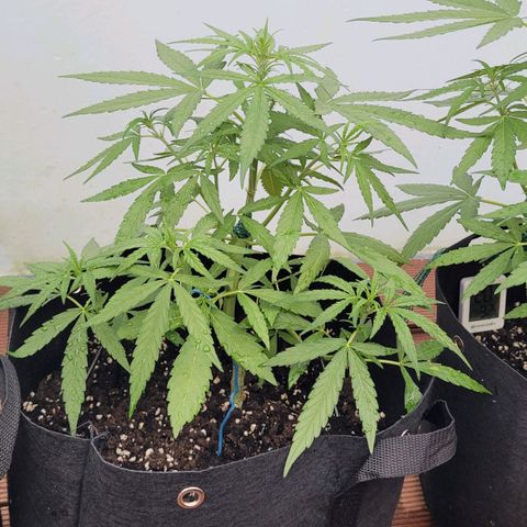 Orion mitte growlog timeline photo