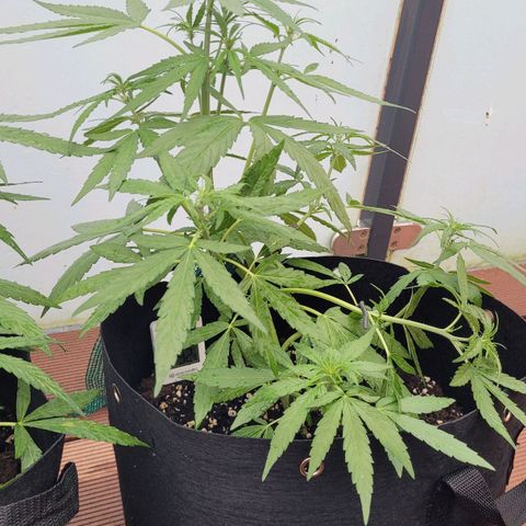 Orion rechts growlog timeline photo
