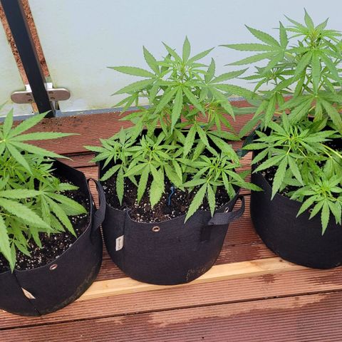 Orion mitte growlog timeline photo