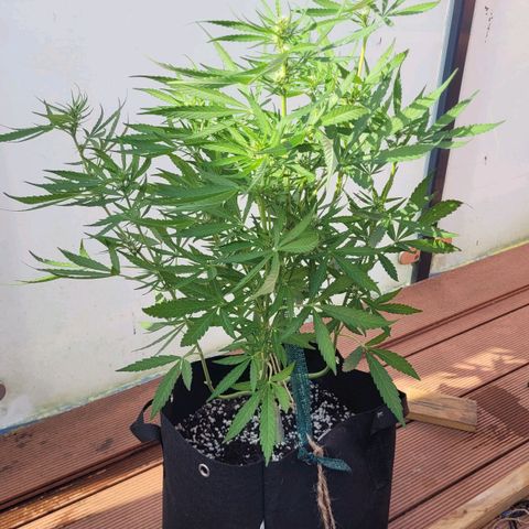 Orion mitte growlog timeline photo