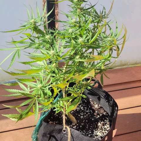 Titan links growlog timeline photo