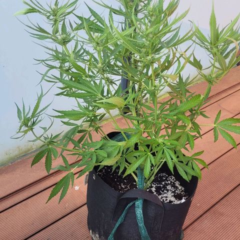 Orion rechts growlog timeline photo