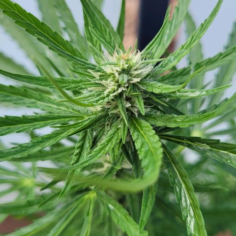 Titan links growlog timeline photo