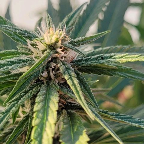Titan links growlog timeline photo