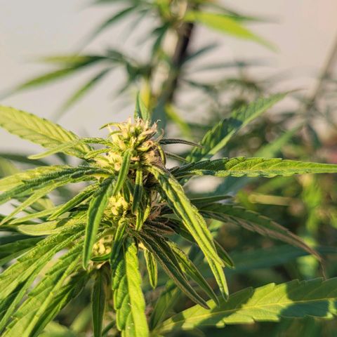 Orion mitte growlog timeline photo
