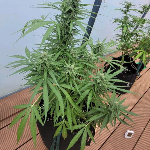 Titan links growlog timeline photo