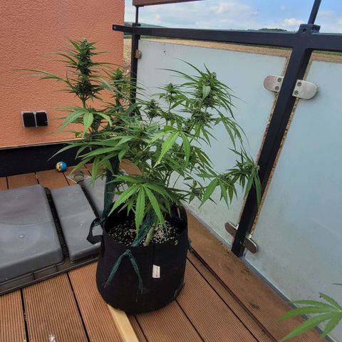 Orion rechts growlog timeline photo