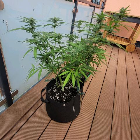 Orion mitte growlog timeline photo