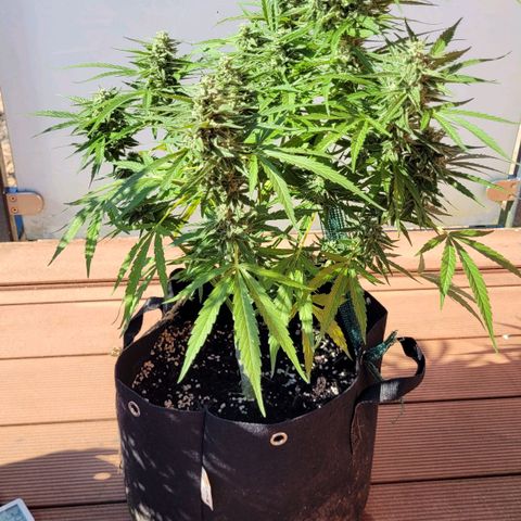 Titan links growlog timeline photo