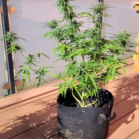 Orion mitte growlog timeline photo