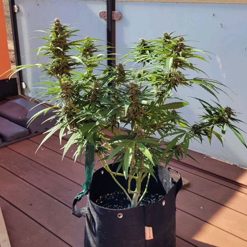 Orion rechts growlog timeline photo