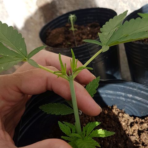 3 folhas growlog photo: Dois dias após poda Apical