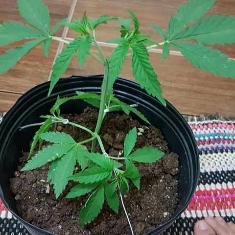 3 folhas growlog photo: Amarras nos galhos inferiores