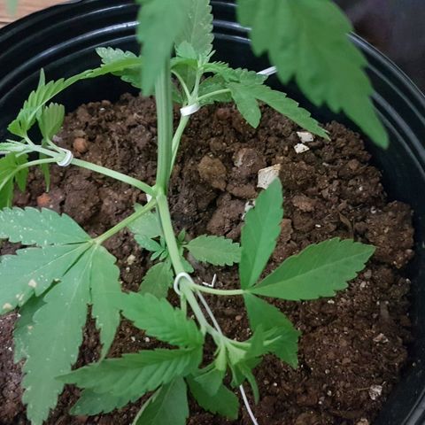 3 folhas growlog photo: Amarras nos galhos inferiores