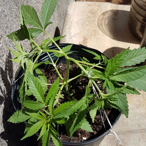 3 folhas growlog photo: Amarra nos TopBuds