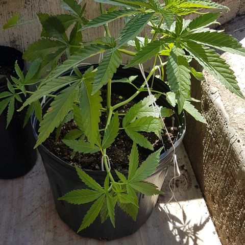 3 folhas growlog photo: Ajuste nas amarras inferiores pro início da pré-flora