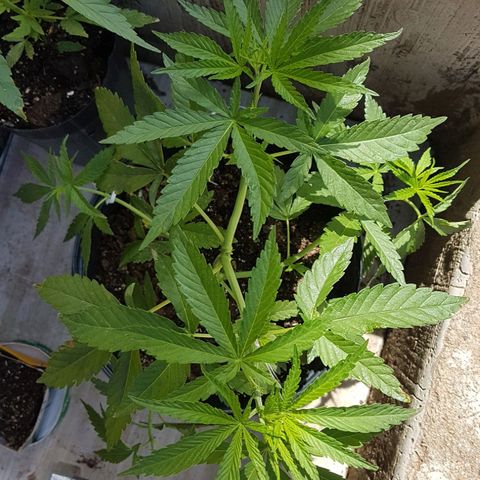 3 folhas growlog photo: Mudança de foto período 12/12h