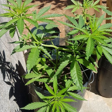 3 folhas growlog photo: 24h de mudança do fotoperíodo