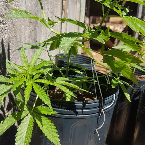3 folhas growlog photo: 24h de mudança do fotoperíodo