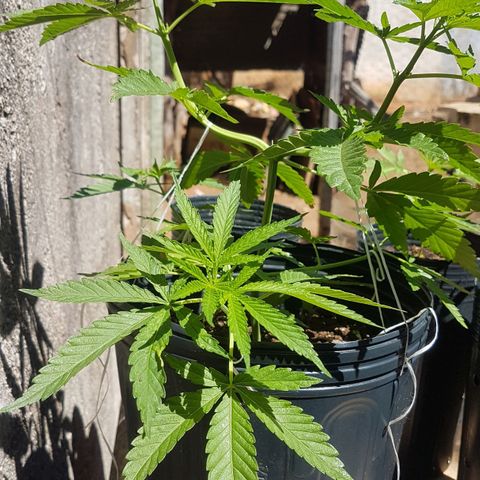3 folhas growlog photo: 24h de mudança do fotoperíodo