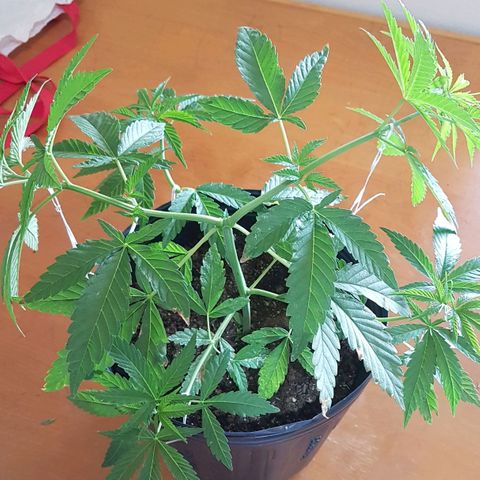 3 folhas growlog photo: Mudança nas amarras