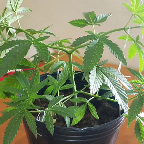 3 folhas growlog photo: Mudança nas amarras