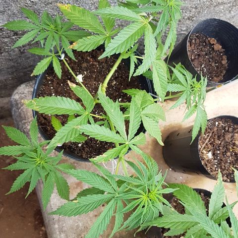 3 folhas growlog timeline photo