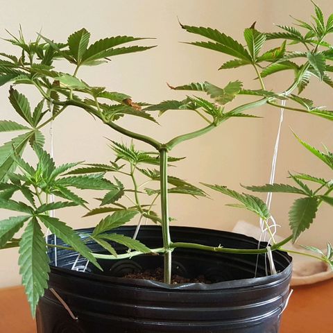 3 folhas growlog photo: Atualização nas amarras