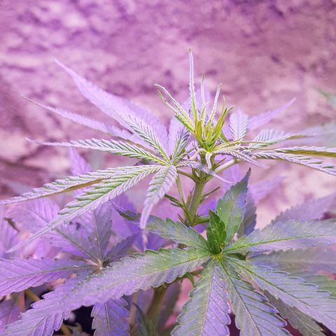 3 folhas growlog photo: Aumentando os pistilos