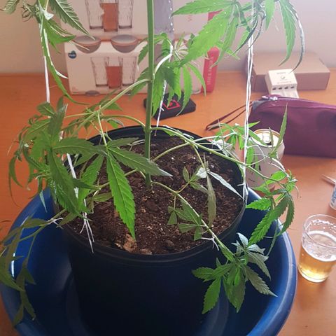 Felipe growlog photo: Antes e depois das amarras
