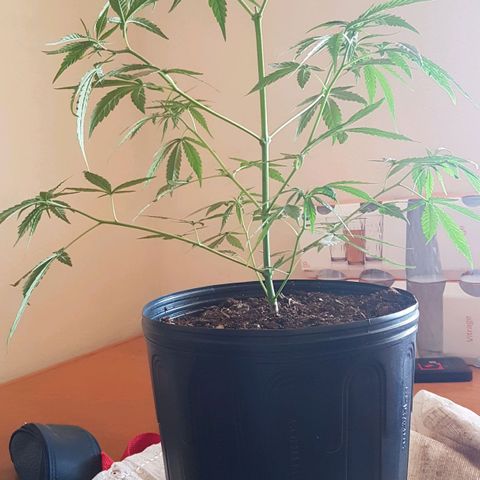 Felipe growlog photo: Antes e depois das amarras