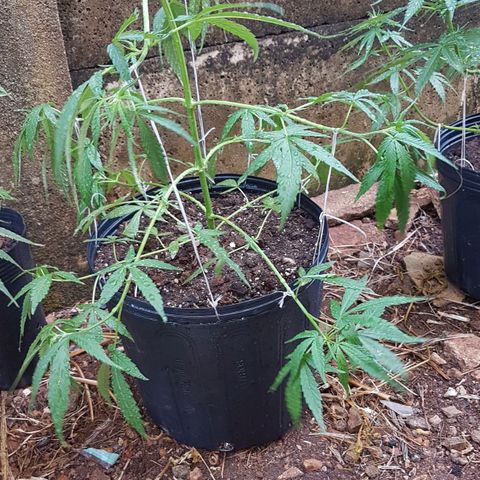 Felipe growlog photo: Evolução nas amarras