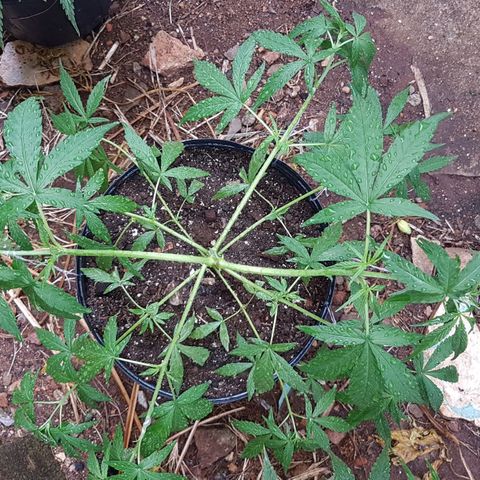 Felipe growlog photo: Evolução nas amarras