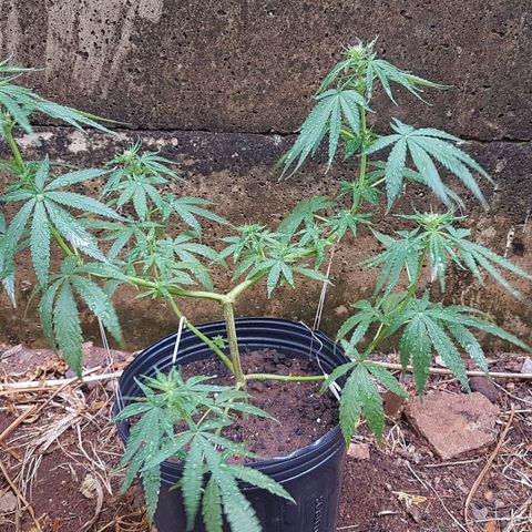3 folhas growlog photo: 20 dias de floração