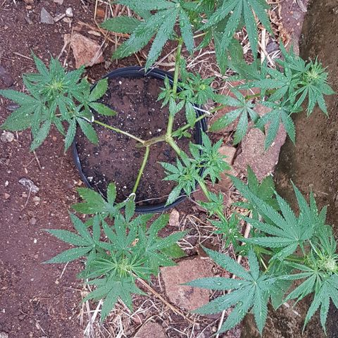 3 folhas growlog photo: 20 dias de floração