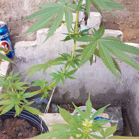 3 folhas growlog photo: Fim da terceira semana de floração