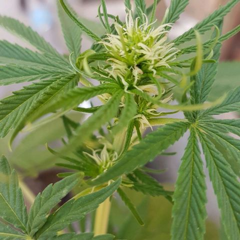3 folhas growlog photo: Fim da terceira semana de floração