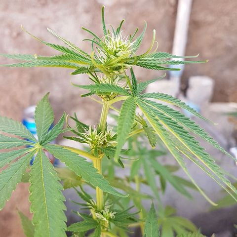 3 folhas growlog photo: Fim da terceira semana de floração