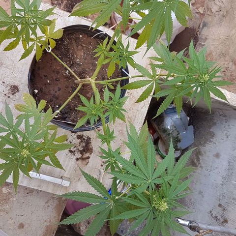 3 folhas growlog photo: Fim da terceira semana de floração