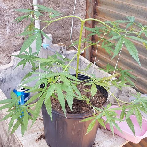 Felipe growlog timeline photo