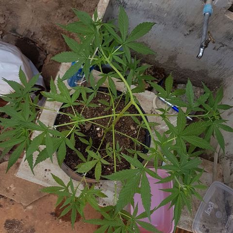 Felipe growlog timeline photo